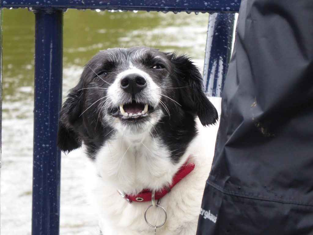 Senedd Photography Exhibition image: A close-up image of a black and white collie dog looking slightly upwards and 'smiling' towards the camera. The dog looks to be on a boat.